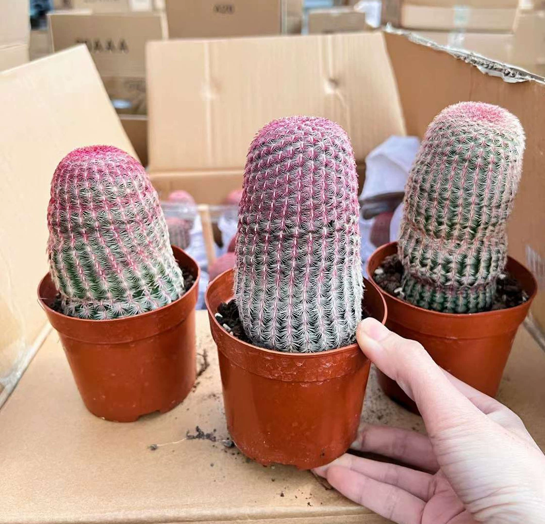 [Базовые прямые поставки] Чистые красные кактусы суккулентные растения Маленькие цветы в горшках Домашняя зеленая посадка Красное солнце 24 упаковки