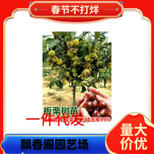 һlֱl ԵԹ޽ӴtϷNֲ