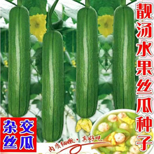 �n��ˮ���z�ϷN���L��z�ϷN�ӷN��z�ϷN��ԭ�b�ļ��߲˷N�Ӵ�ȫ