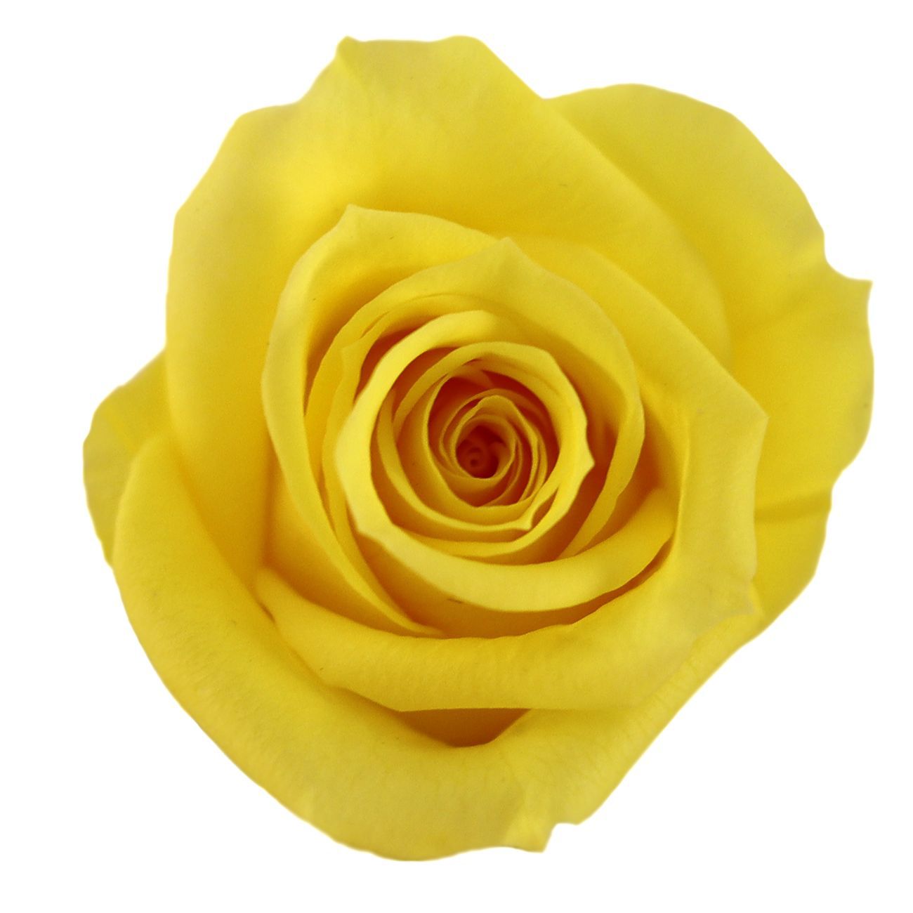 Grado una flor eterna Rosa cabeza de flor 3-4cm12 piezas DIY floral enseñanza caja de regalo material de producción fábrica al por mayor