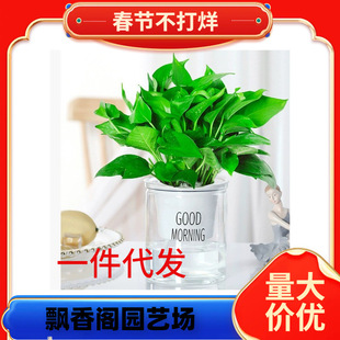 һ�����l�G�}�k����С�Gֲˮ�����ԃ����՚���B��ꎾW�t