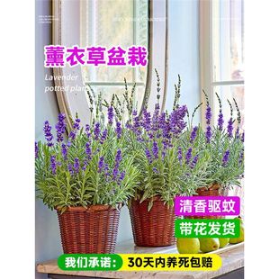 ޹�²����Ԏ������ֲ�������m������N�ļ��_���B���ܾW�t�ݾGֲ