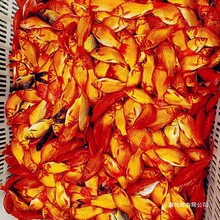 ��ˮС���~�^�p�~���N�\���~С�^�p�~�ͻ���ˮ�~��t���~