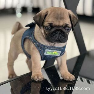 ���l���ۼ��N���wС�w�͸����p��rĘ��ë���͹���ȮС���ȹ�