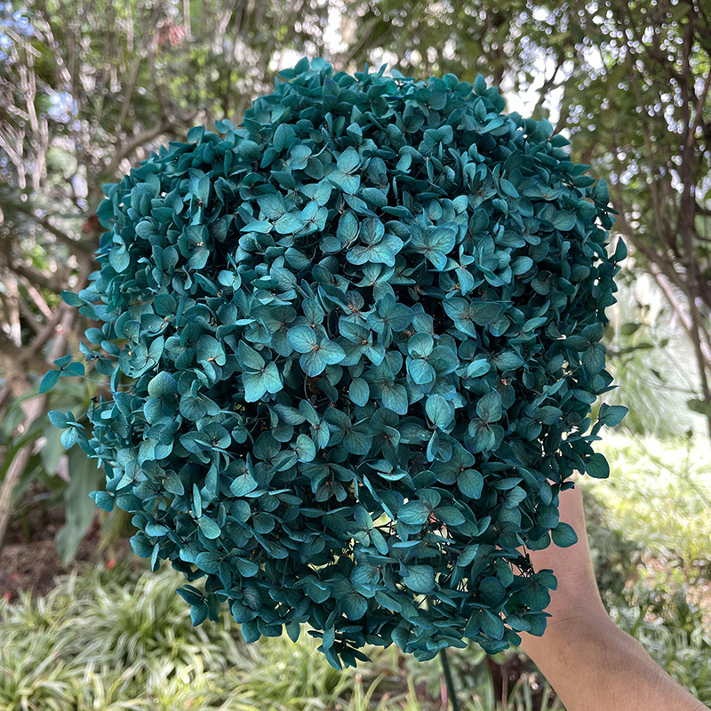 Yunnan Anna Hydrangea Flower Wholesale DIY Flower Preservation Flower Materiales de Regalo de Navidad