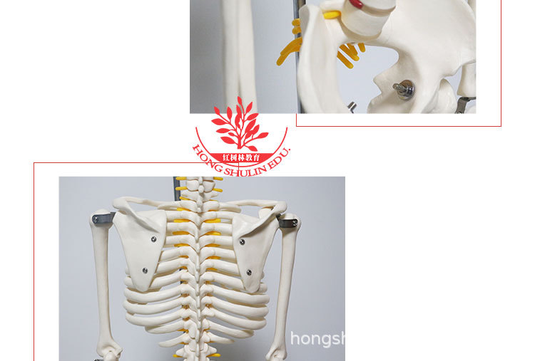 11 85cm悬挂版骨骼模型.jpg