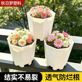 八角盆创意多肉花盆塑料小植物花卉育苗盆家用阳台绿植多肉培育盆