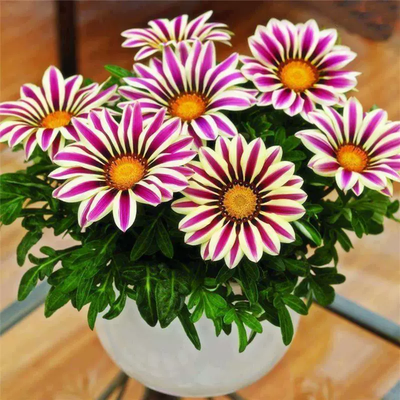 Семена хризантемы медальон, семена хризантемы, семена ландшафтного цветочного моря, весеннее и осеннее посев, легко выращиваются в любое время года.