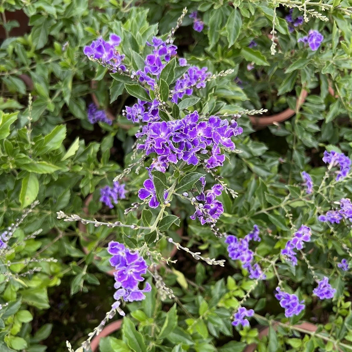 Шоколадное кружево, золотой роса, цветок в горшке, фиолетовый, золотой роса, леденец, синий эльф, балкон, двор, термостойкие ароматные цветы