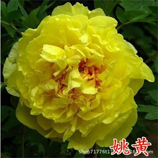 一件代发牡丹花苗 菏泽岛锦大苗洛阳红室内盆栽花卉植物姚黄庭院