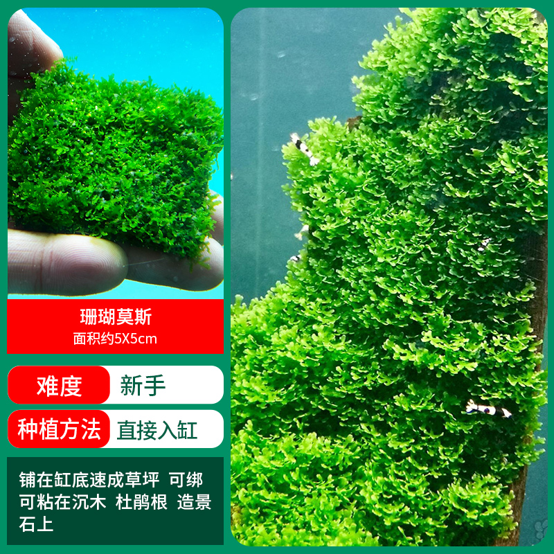 산호이끼【얼리 어답터 가격❤특별한 제안]