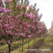 庭院日本樱花树盆栽早晚樱树苗地栽南北方种植绿化苗木工程风景树