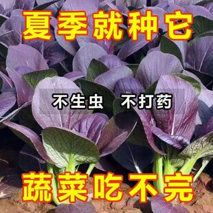 Super Heat-Resistant Violet Purple Rapeseed Purple Red Shanghai Green Cabbage Sowing Balcony Potted Vegetable Seeds in All Seasons