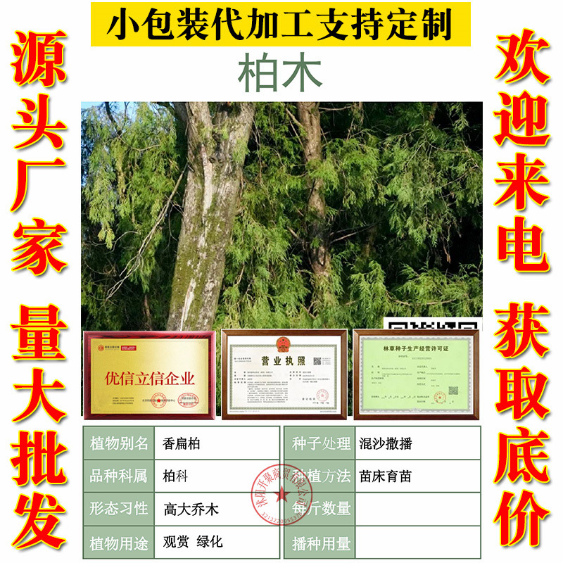 柏树种子 塔柏 松柏种子 桧柏 洒金柏 侧柏 松树圆柏种籽