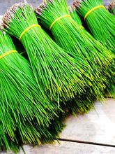 广东野生新鲜松针茶马尾松二针松叶酵素无糖全松茶松针保健养生茶