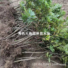 ÷|÷玧޽箔YشϷԹ