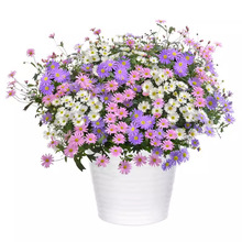 五色菊种子菊花种子阳台盆栽室内易种庭院观花景观花草植物花种子