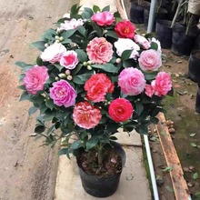 茶花树苗盆栽带花苞五色赤丹植物玫瑰花好养山茶花苗四季开花老桩