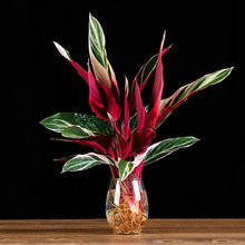 �����B�����P��ˮ���Bֲ���҃ȾGֲ���F��ˮ�B���B��������ͻ�