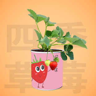 Planting Canned Green Plants in Pots for Kindergarten Children and Primary School Students to Observe Plant Growth and Germination Seeds in Cans