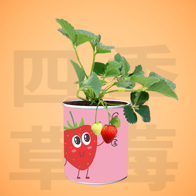 Planting canned pots and green plants for kindergarten children and…