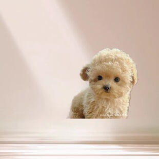 ���l�F�eȮ��Ȯ���w��С�����ﹷ���NС��̩�ϲ豭Ȯ���pȮ��HȮ