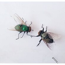 适用仿真昆虫 苍蝇 磁铁冰箱贴装饰品 场景布置 教育用品 整人玩