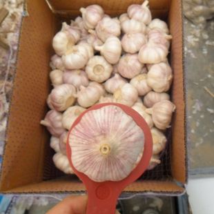 5.0cm�հ��� NORMAL WHITE GARLIC���N���b�r����̙z����