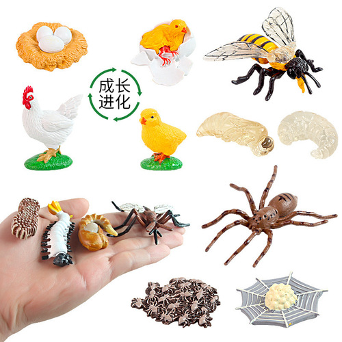 Kindergarten teaching aids animal growth life cycle toys simulation frog turtle mosquito life cognitive model bag