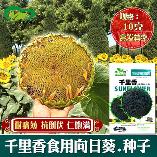 ǧʳտN rطNֲM^ʳѿ