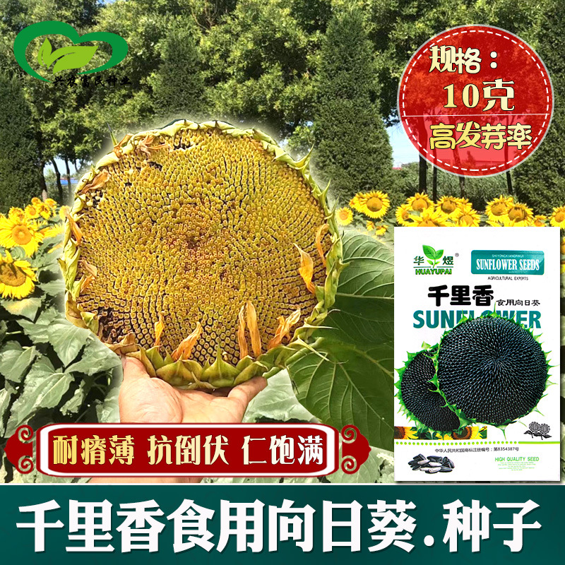 千里香食用向日葵种子 农田基地种植籽仁饱满大弯头食葵籽抗倒