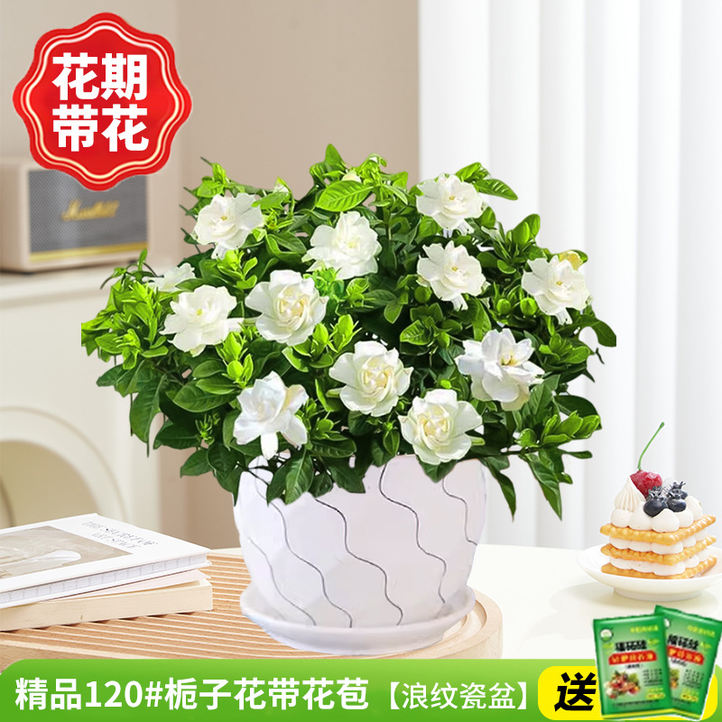 부티크 120#치자나무 개화기(파도무늬 도자기 화분)에 영양액을 공급