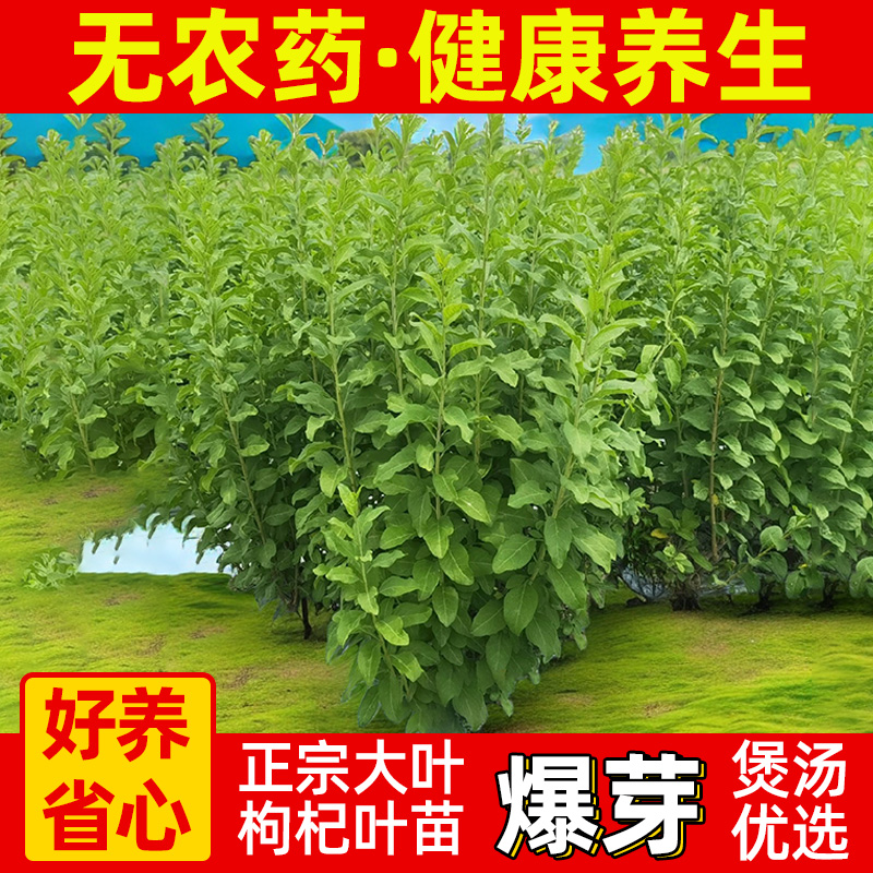 枸杞树苗食用枸杞叶苗绿植盆栽南方药材种植苗阳台菜苗批发秧苗