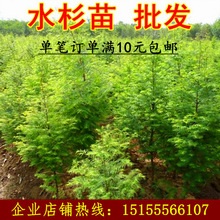 ���ﷲˮɼ����ˮɼС����~ˮɼ���ɼ������ɼ������ɼ���~