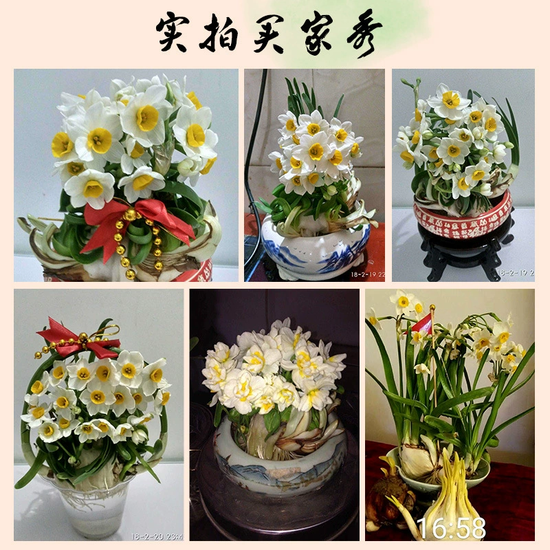 Луковицы семян нарцисса Чжанчжоу - это горшечные растения с водным культивированием, комнатные цветы, которые цветут в любое время года, легко выращиваются и живут, имеют крупные семена.