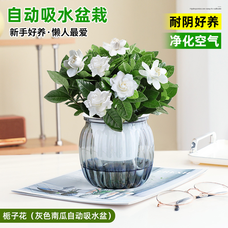 치자나무(회색 호박 자동흡수대)