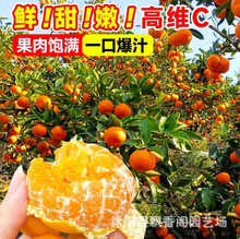 黄岩无核蜜桔苗 正宗嫁接桔子树苗南北方种植 皮薄甜橘子地栽盆栽