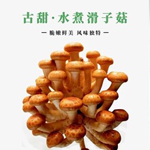 【古甜】水煮滑子菇 滑子菇罐头 什锦菇