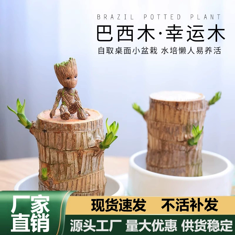 Бразильские деревянные гидропонные растения Lucky Wu офисные столовые зеленые посадки маленькие горшечные ленивые люди легко кормить цветы