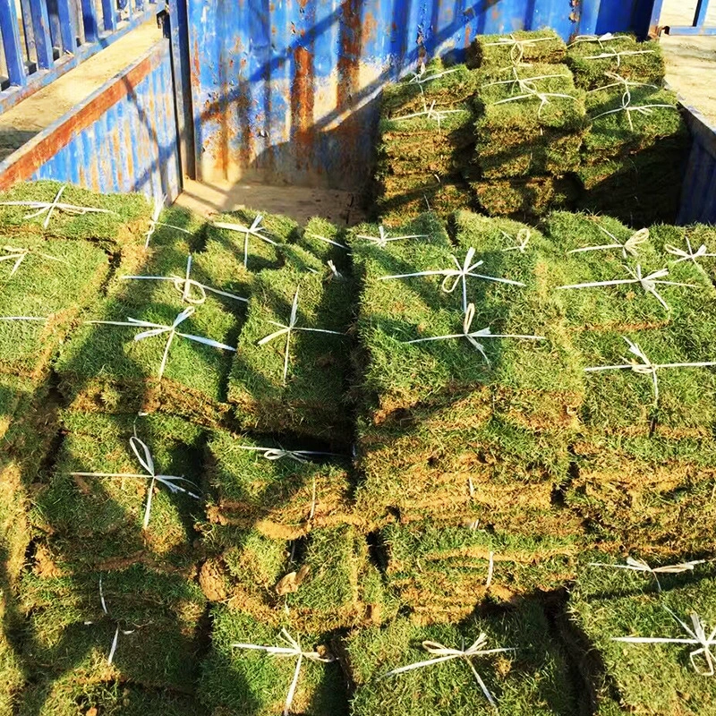 Манильский травяной пояс почва реальный газон без обрезки простое управление зеленый инженерный почвопокровный слой четыре сезона зеленый почвопокровный трава