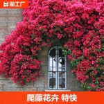 木香花苗爬藤植物四季红木香白木香月季蔷薇庭院特大基地市场