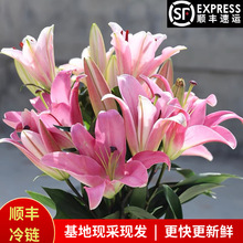 香水百合鲜花批发昆明基地现采直发婚庆闺蜜过节送礼摆摊团购家养