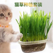 猫咪用品猫草水培猫薄荷营养土种植套装猫猫排毛球猫零食化毛草