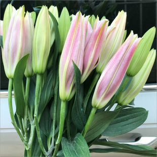 �������ֱ�l�滨ˮ�B�ٺ��r�������廨���fͬ�Ǽ��û�����ˮ���l