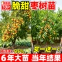 沾化矮化嫁接特大果树苗