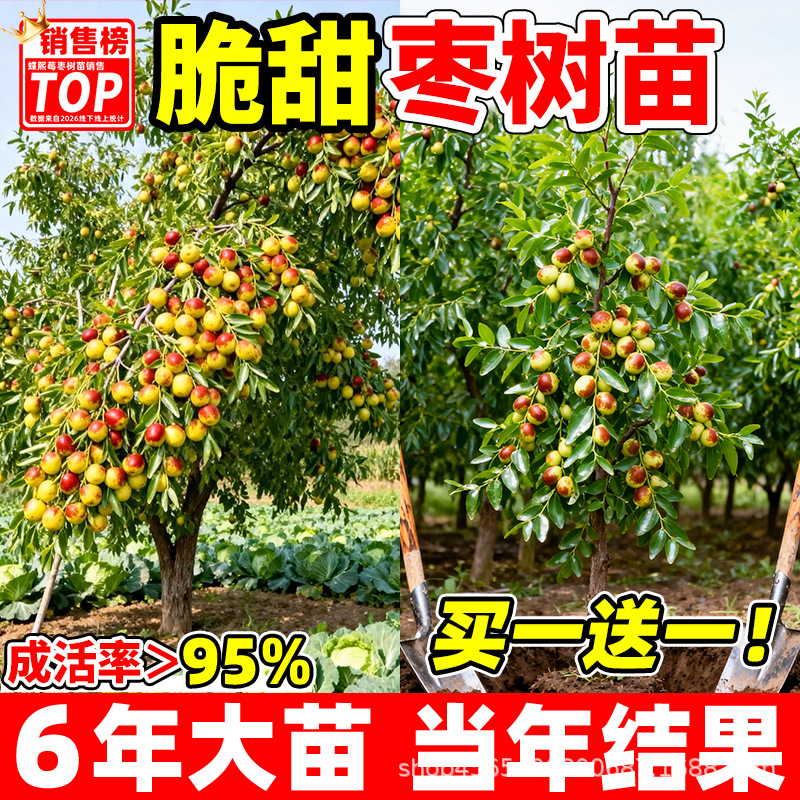 枣树活苗南北方带土球耐寒特大盆栽沾化冬枣大青枣矮化嫁接果树苗