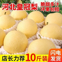 河北皇冠梨3/5/10斤脆甜现摘当季新鲜水果梨子整箱批发非雪梨