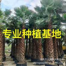 福建老人葵种植基地 华盛顿棕榈供应 华盛顿丝葵价格 老人葵批发