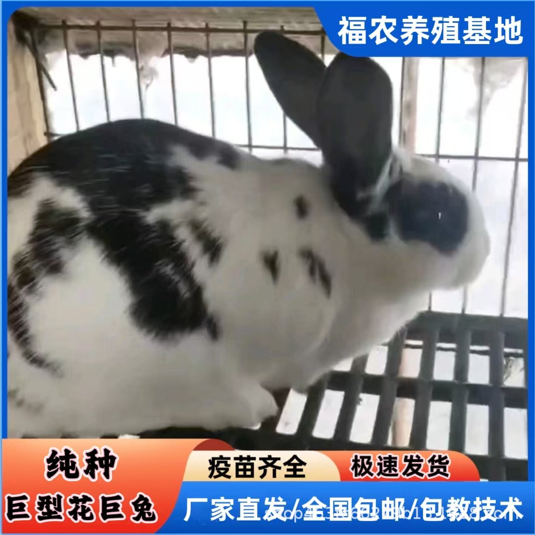 巨型花巨兔活体成年黑白花巨兔