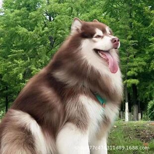 ���N����˹��Ȯ��Ȯѩ��Ȯ�ܰ氢��˹���ǰ��ɫ����˹�ӻ�ɫ����